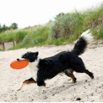 Frisbee para Perros Trixie de TPR Flotante y Resistente 18 cm - Imagen 2